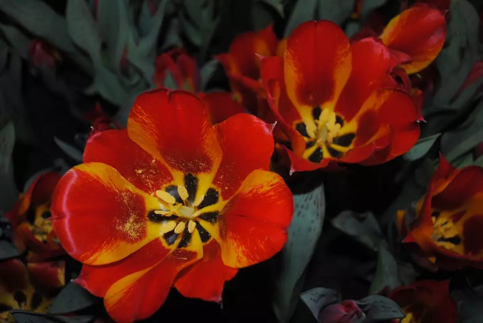 The Beautiful Philadelphia Flower Show Opens This Weekend
