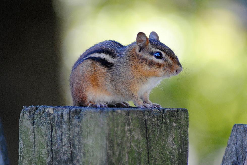 Have You Spotted Any Furry Friends? Playful Chipmunks Invade the Jersey Shore