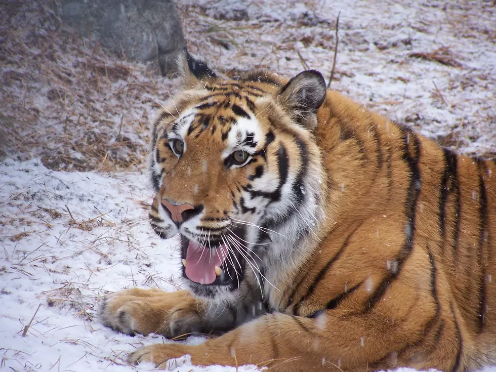 The Popcorn Park Zoo in Forked River, NJ Mourns the Passing of their Beloved Tiger Caesar[Photo Gallery]