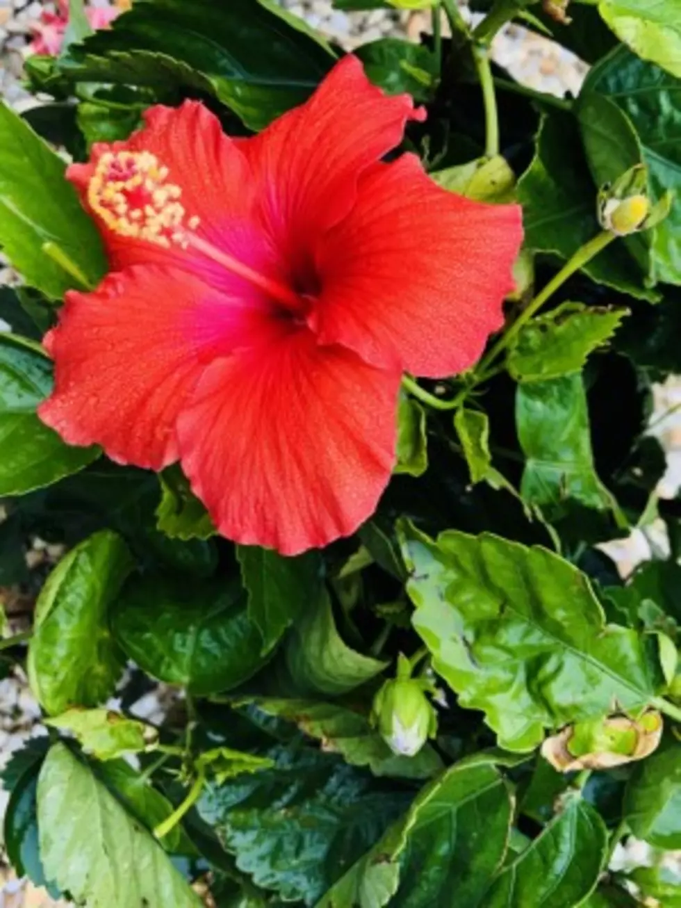 My Tropical Plants I Need Every Year for my Summer Paradise[Photo Gallery]