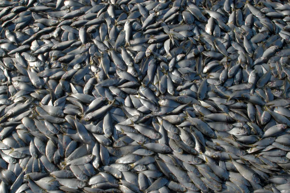 Tons Of Dead Fish Leaving 'Unbearable Smell' At Jersey Shore
