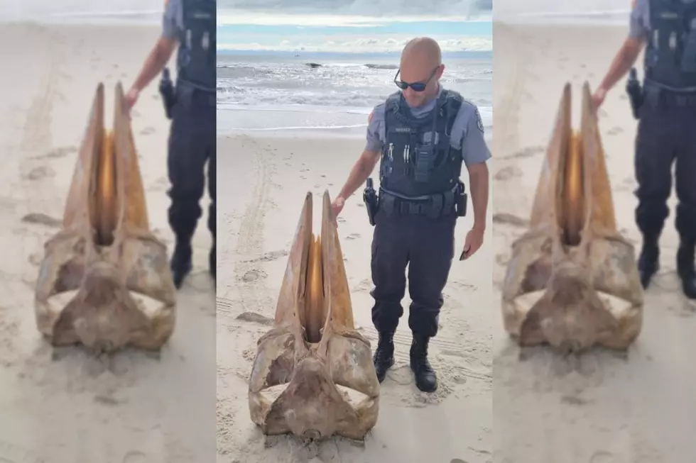 Jaw-Droppingly Huge Skull Discovered At Island Beach State Park In Seaside Park, New Jersey