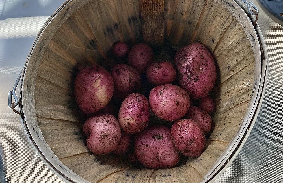 Delicious Homegrown Red Potatoes Right Here in Ocean County, New Jersey