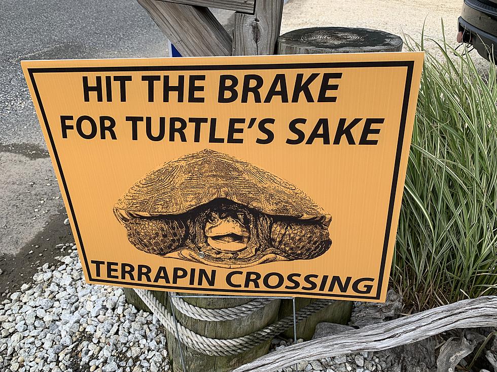 Wow Slow Down! Watch for Turtles Crossing Roadways Here at the Jersey Shore, NJ