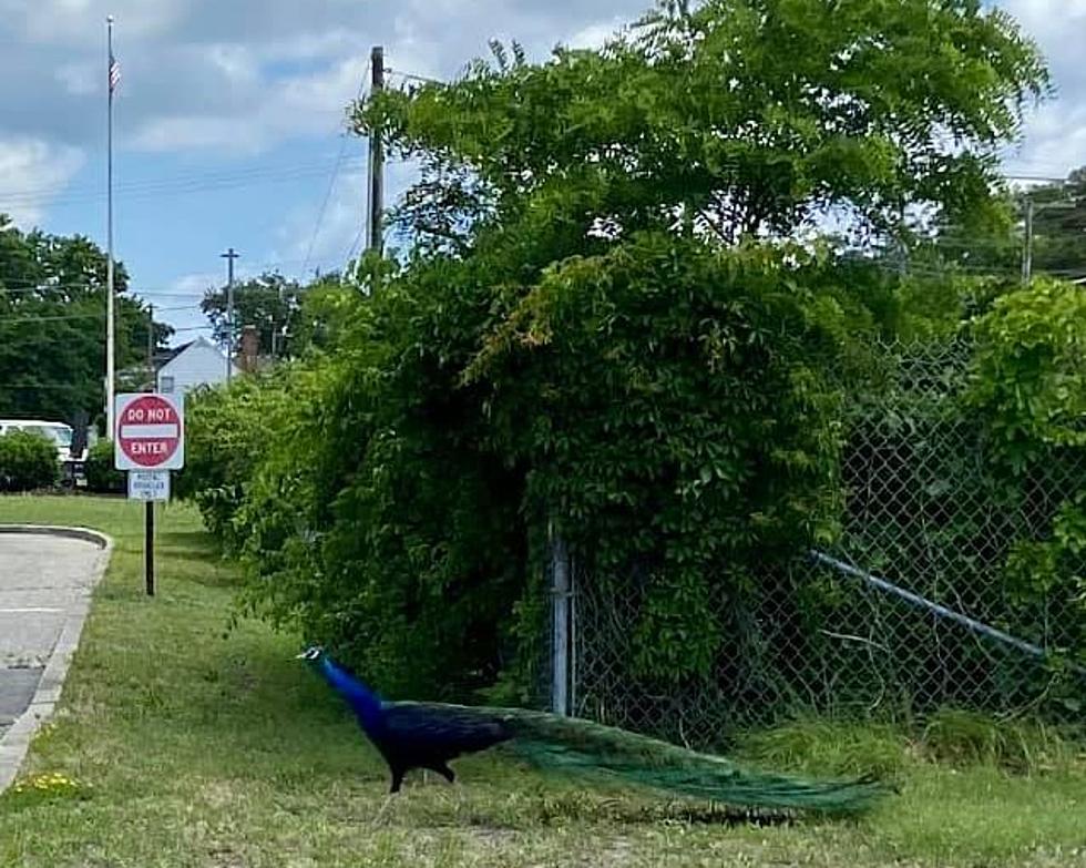 Did the Bayville Peacock Walk This Far, Or Does He Have a Beautiful Cousin