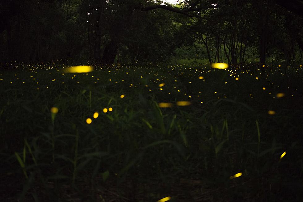 The BIG Debate! Is it a Firefly or Lightning Bug: Take the Poll