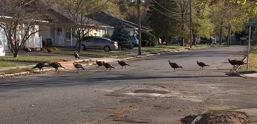 What Happened To The Terrible Wild Turkeys Terrorizing Toms River, NJ?