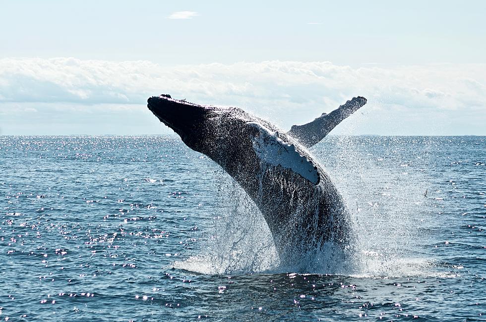 Win Whale Watching for Four at Seastreek