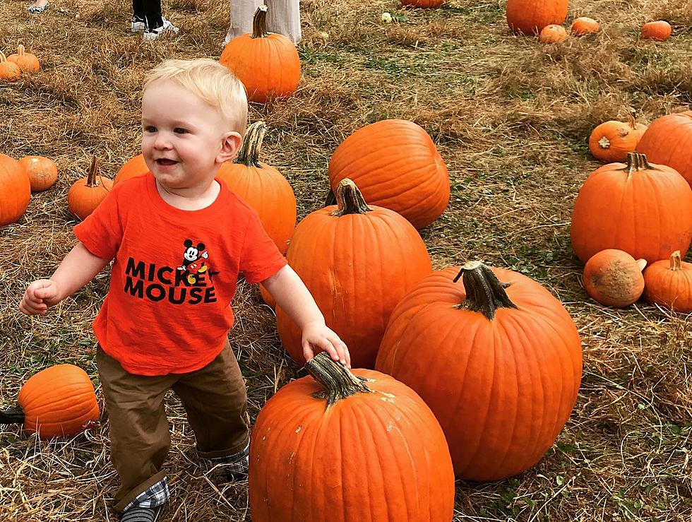 These Are The Best Pumpkin Picking Places In New Jersey