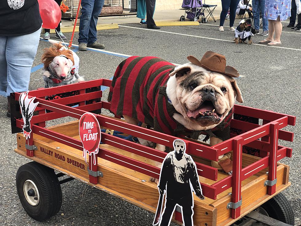 Look At these Cute Pets Dressed Up for an Ocean County Halloween Parade