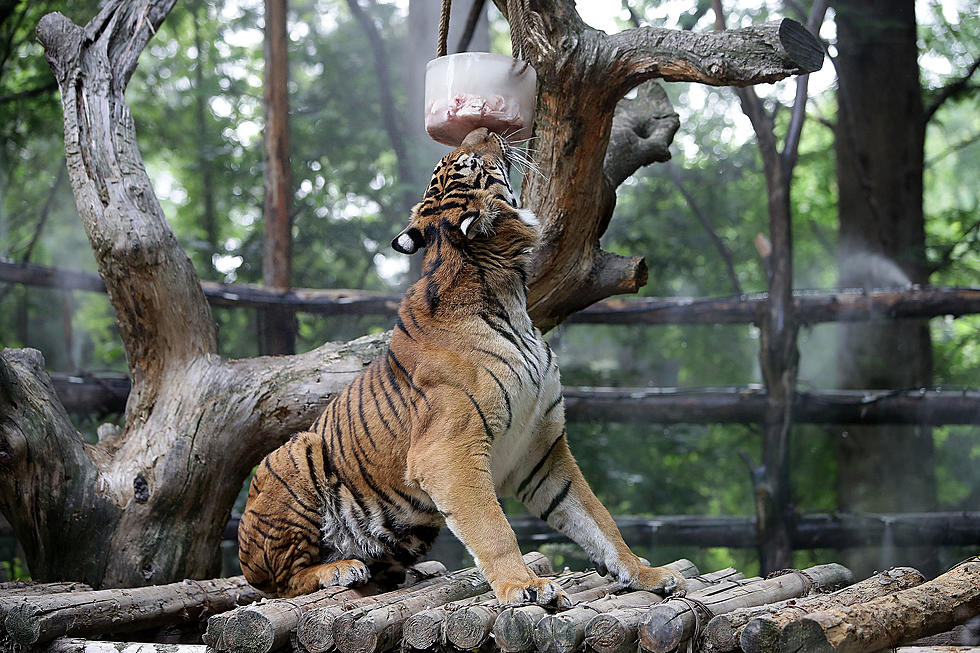 Top 5 Wild Zoos within Driving Distance from Ocean County, NJ