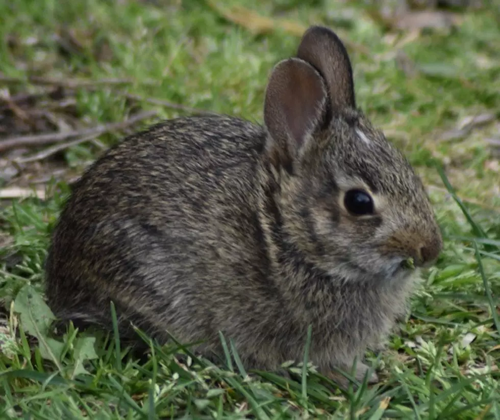 Cute or Catastrophe? Do You Have Baby Bunnies in Your Ocean County Gardens?