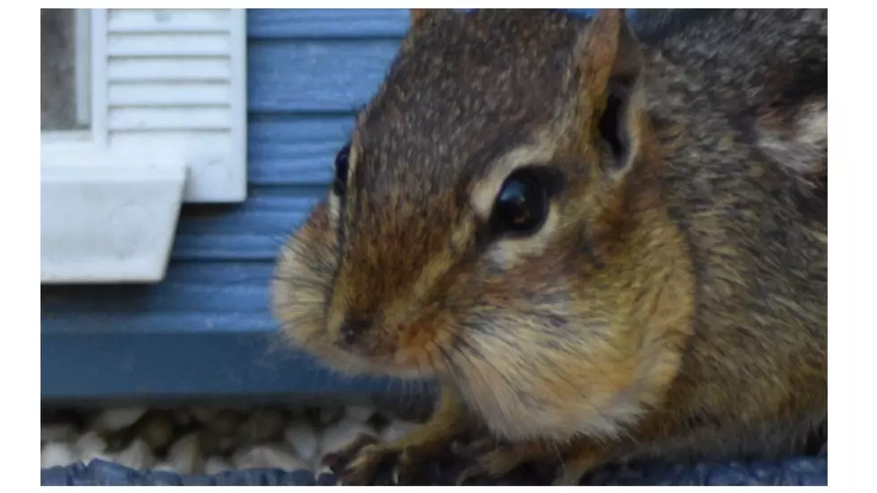 They Are Cute but Are Chipmunks Invading Your Ocean County Gardens?