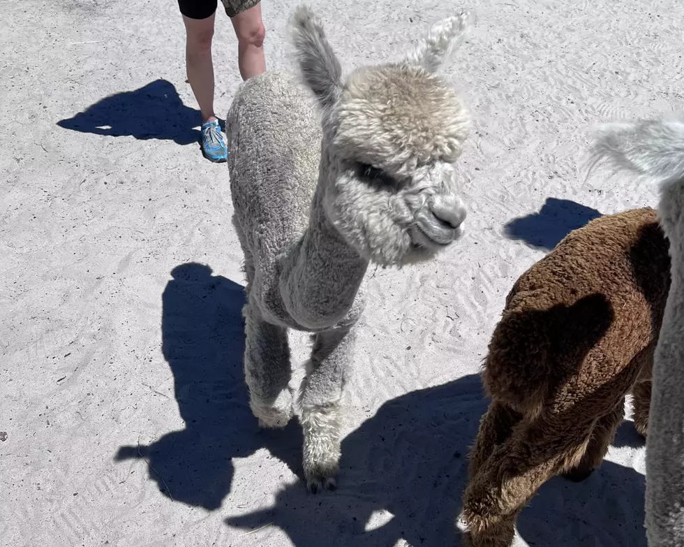One of a Kind Alpaca Farm Not to be Missed in Ocean County, New Jersey