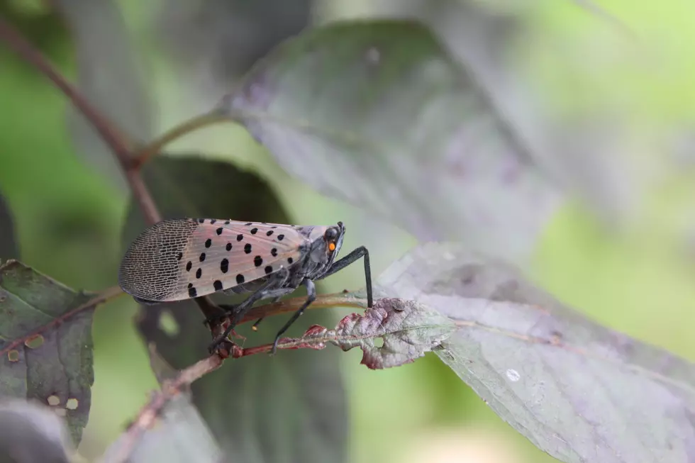 The Dreaded Spotted Lanternfly Now Found in All Parts of New Jersey