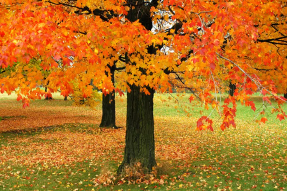 When Will Fall Foliage Reach Its Peak In New Jersey In 2022?
