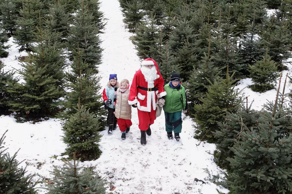Christmas Tree Prices Could Increase This Season