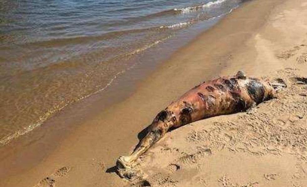 Dead dolphin washes ashore in Middletown as NJ marine mammal deaths continue to climb