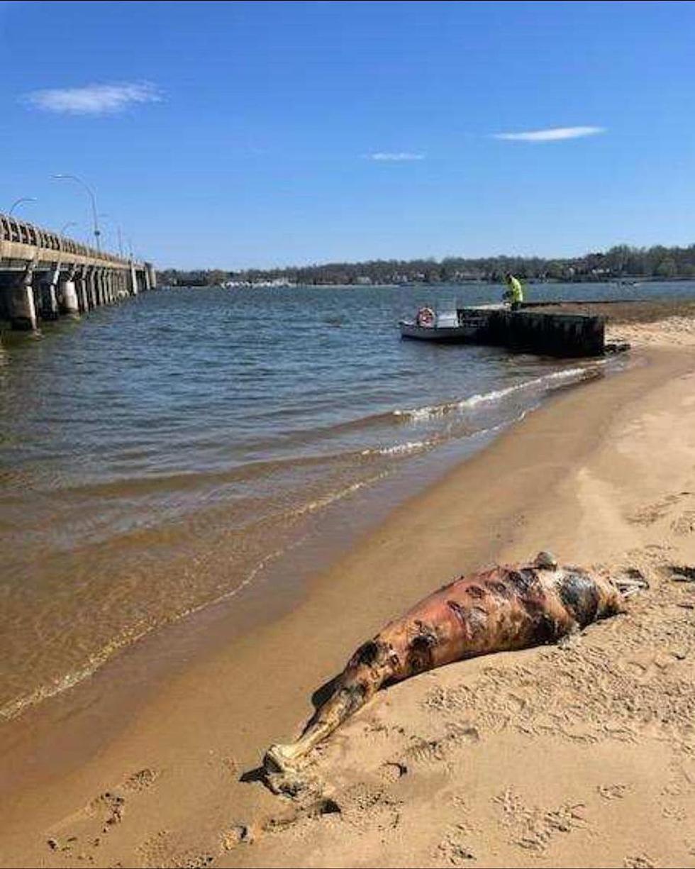 Dead dolphin washes ashore in Middletown, NJ as Jersey Shore mammal deaths continue to climb