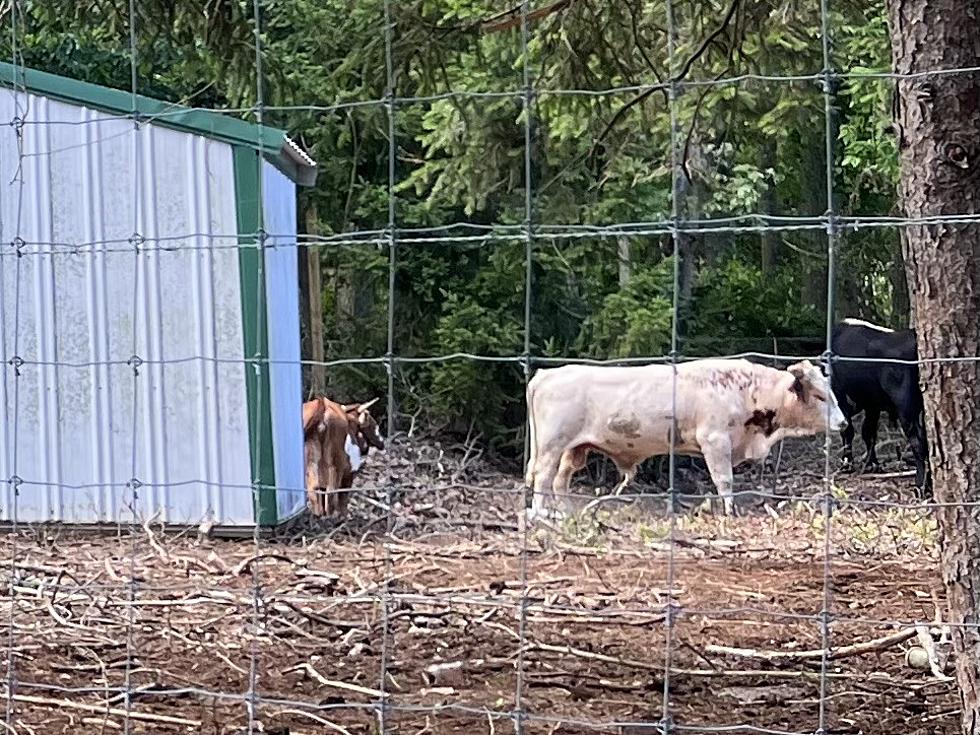 A New Farm in Bayville, NJ, It&#8217;s an Animal Sanctuary and Will Open Soon