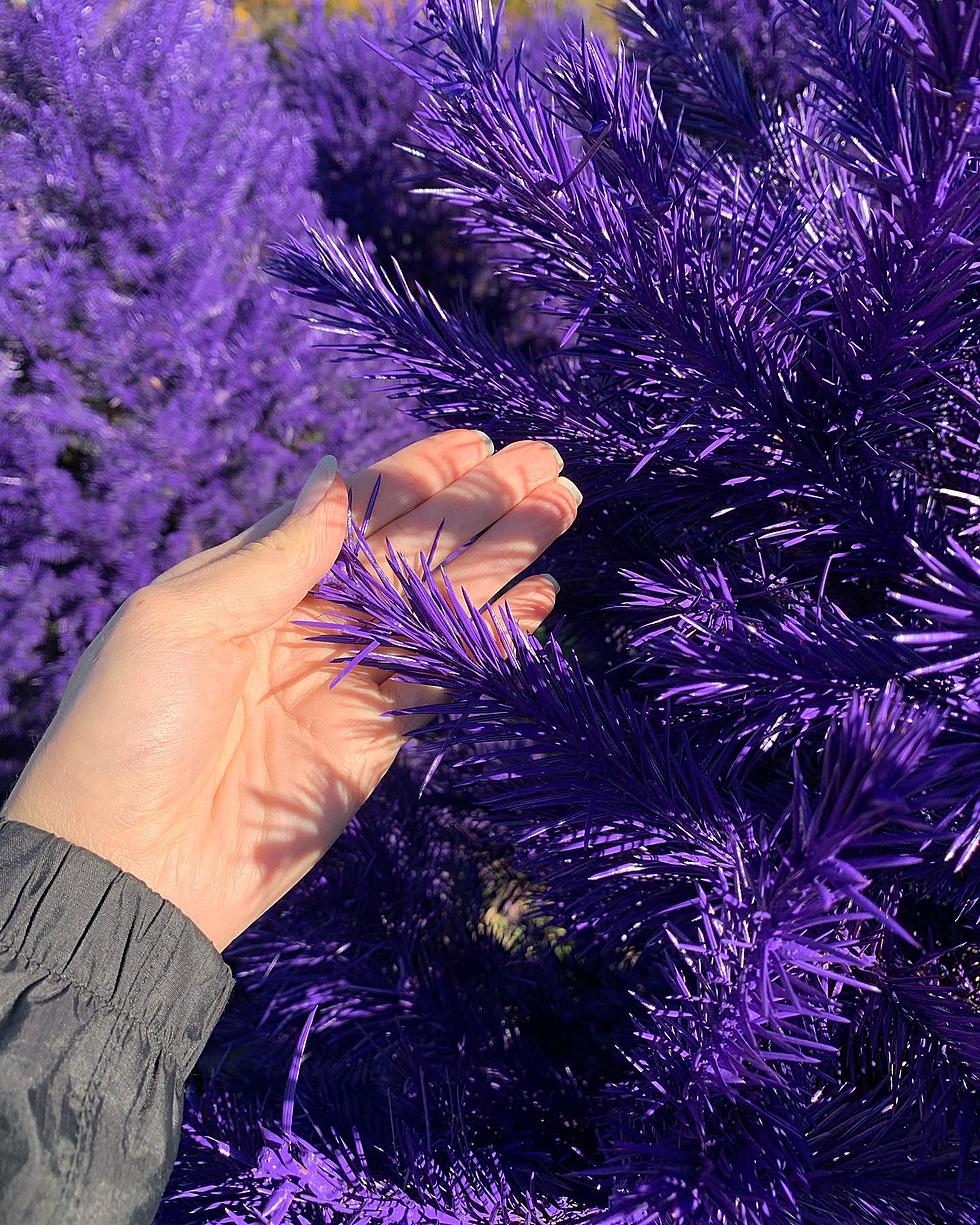 Do You Want a Purple Live Christmas Tree, Grab One at this NJ Farm