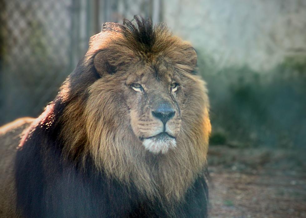 Meet Kanu, the Gorgeous New Resident at the Popcorn Park Zoo
