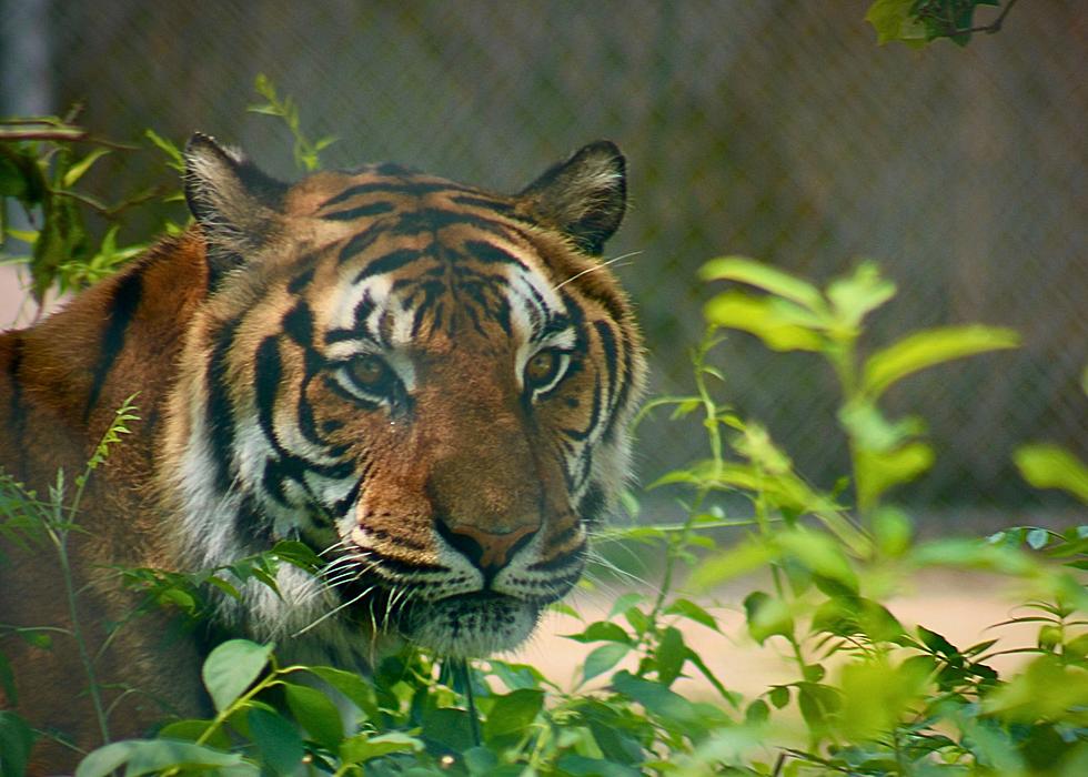 Sad News from the Popcorn Park Zoo, Beloved Tiger Dies