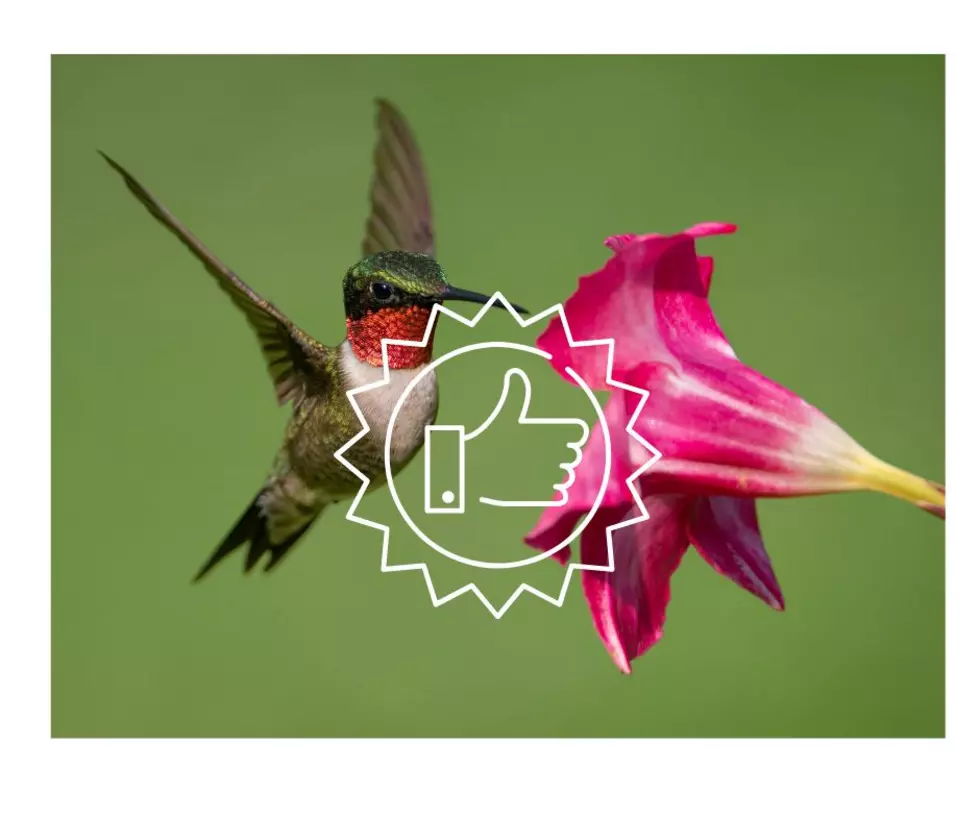 One of the Best Hummingbird Gardens in America is in New Jersey