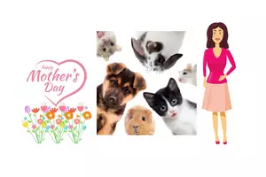 Pet Lovers: Avoid These Types Of Flowers on Mother’s Day!