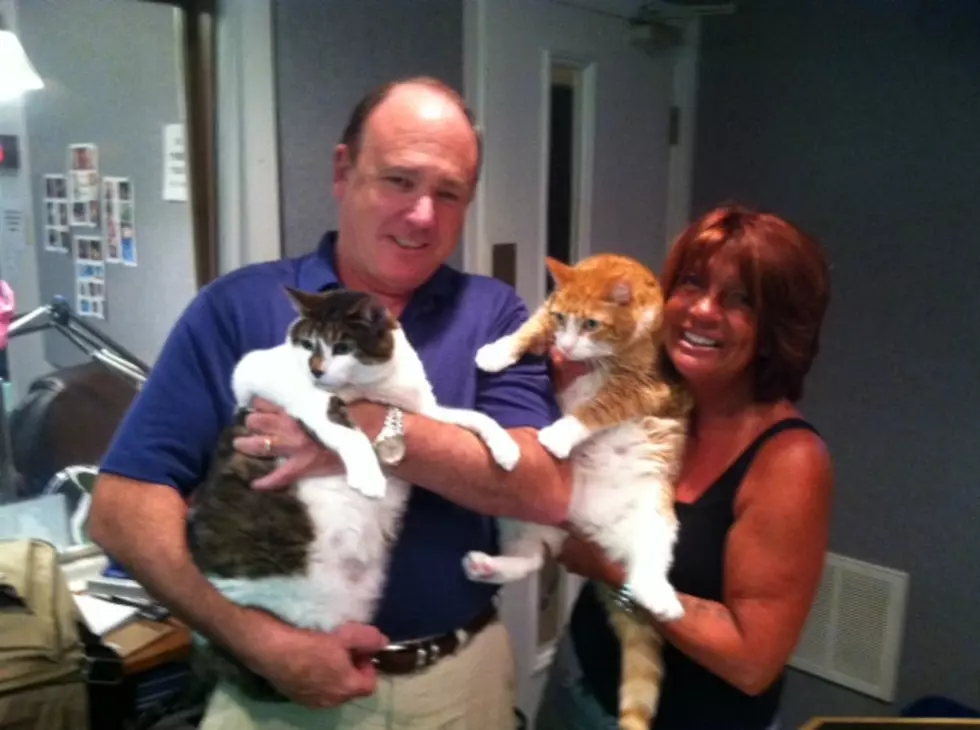 Monmouth County SPCA Spotlights Cats Butterscotch and Callie