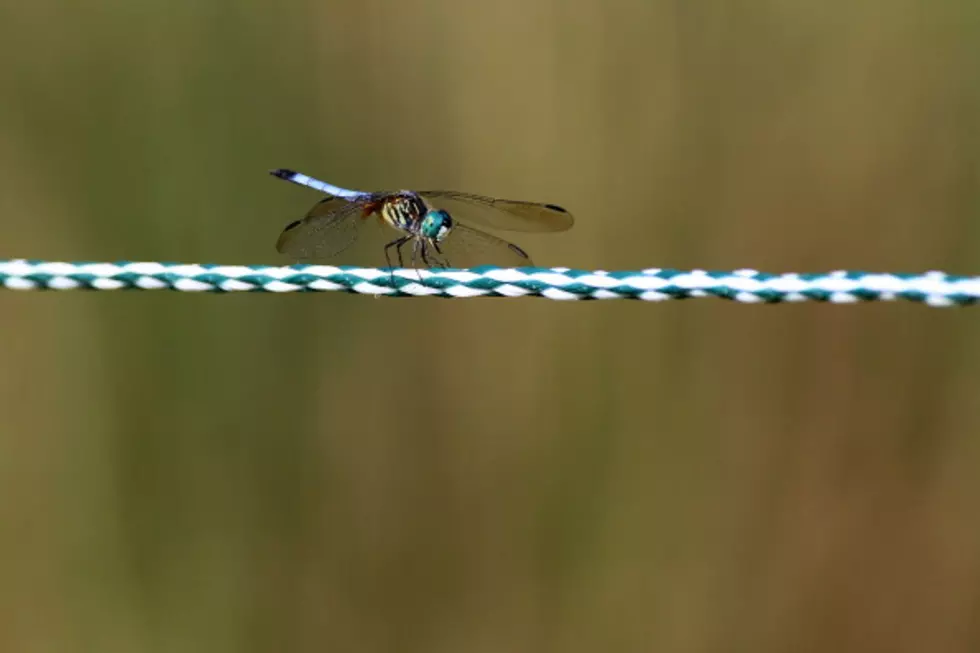 Why Dragonflies are Important