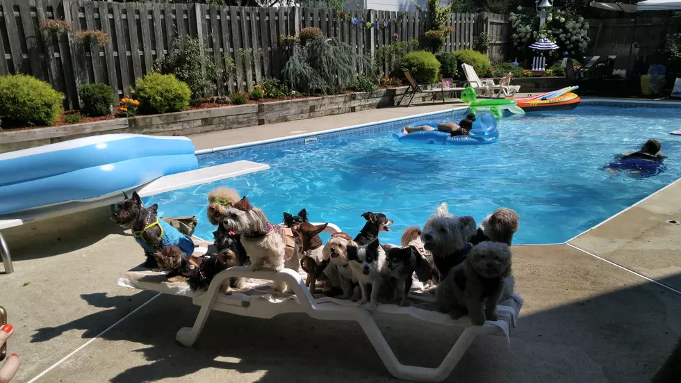 SEE IT: Puppy Pool Party Photos