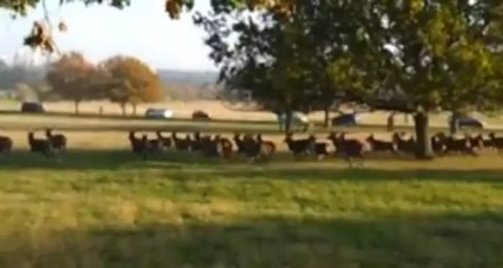 Dog Chases Many Deer Through Park[VIDEO]
