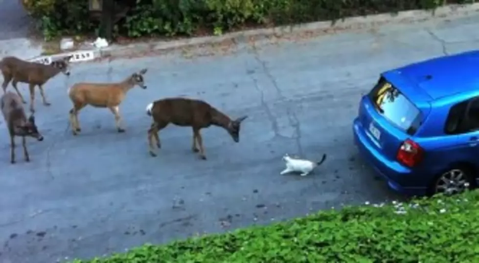 Cat vs. Family Of Deer [VIDEO]