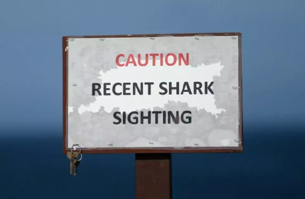 Sharks Spotted on the Jersey Shore