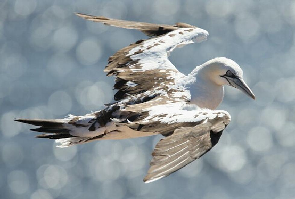 Seabirds Dive-Bomb Off of the Coast of New Jersey
