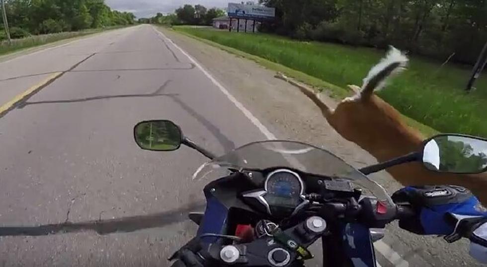 Watch Motorcyclist Hit Deer [VIDEO] (NSFW)