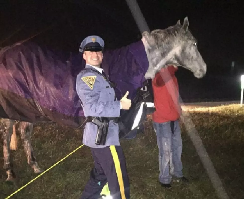 Horses on Atlantic City Expressway Cause Early Morning Accidents