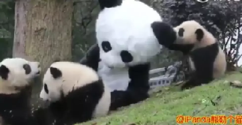 Panda Cuddler is Best Job Ever! [VIDEO]