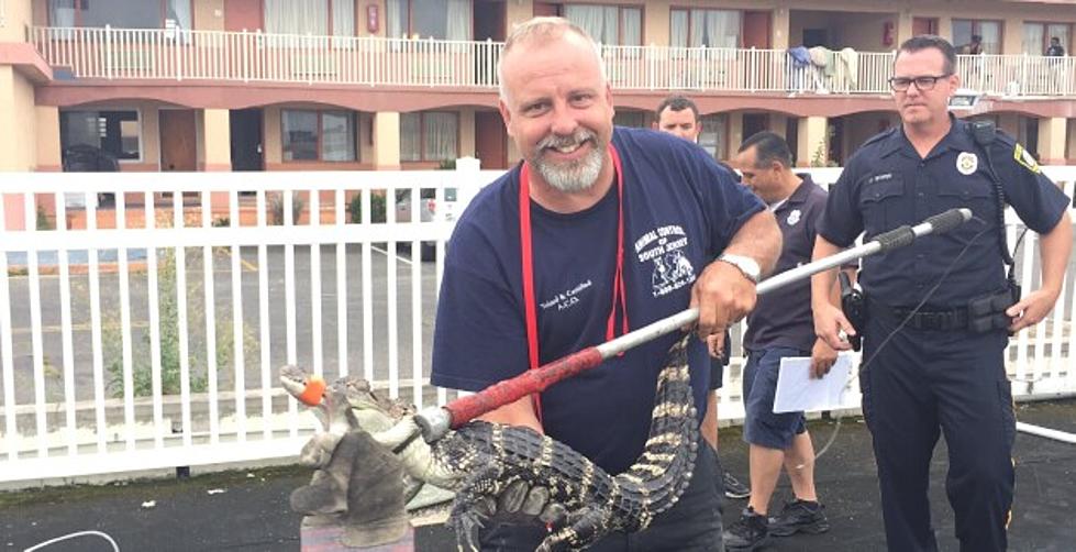 Did You Leave Your Gator in an Atlantic City Hotel Pool?