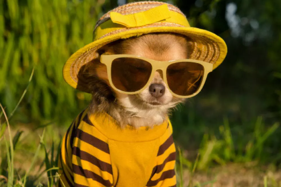 Animal GIFs to Describe the First Day of Summer in South Jersey