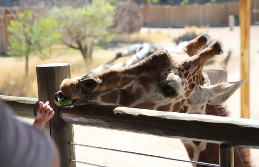 Cape May County Zoo Celebrates 40th Anniversary Saturday