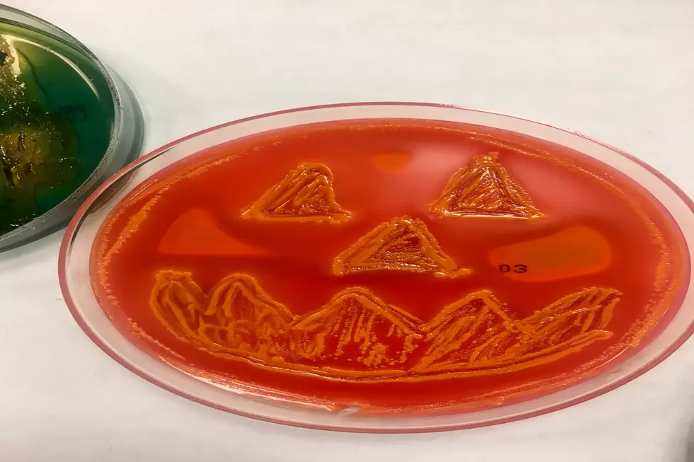 Meet The Pitman, NJ, Microbiologist Who Paints Halloween Icons With Bacteria