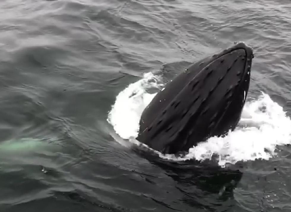 Cape May Boat Has Close Encounter With Humpback Whale