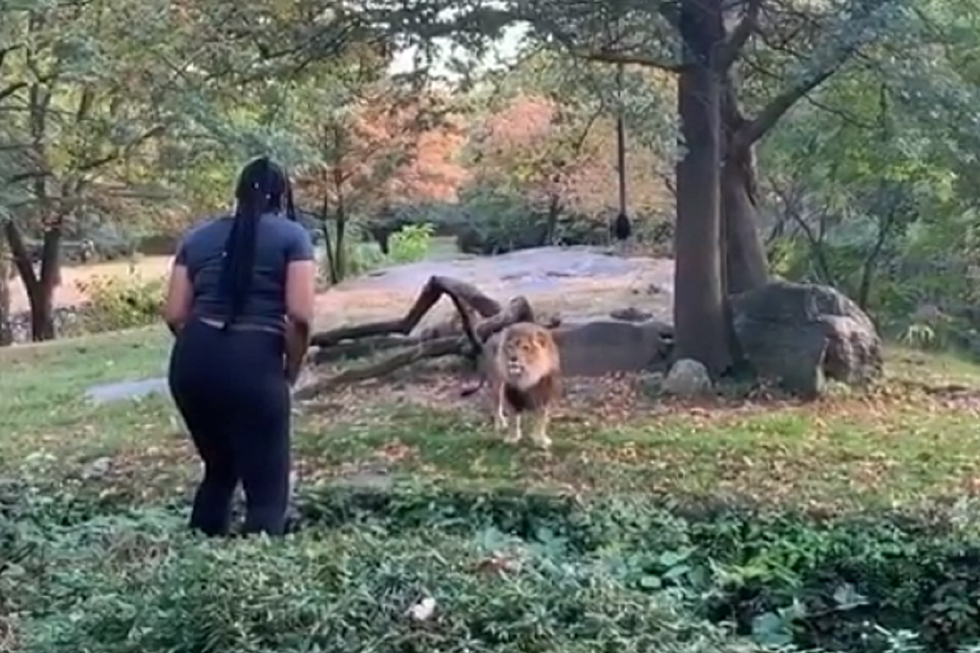 Woman Jumps Over Gate, Teases Lion at The Zoo
