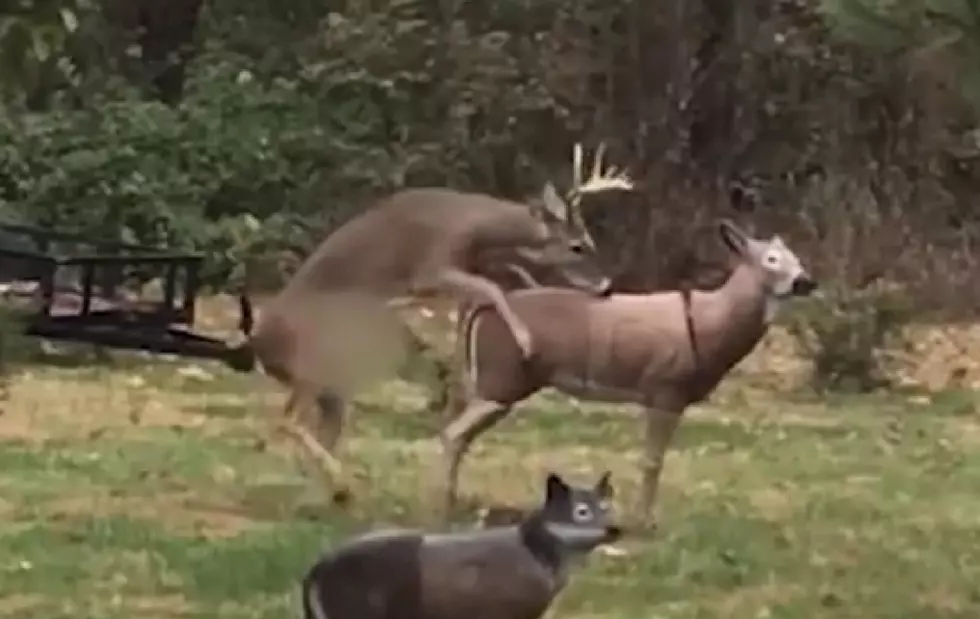Frisky Deer Knocks Decoy Doe’s Head Off [NSFW]