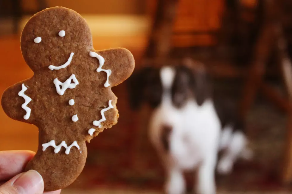 Holiday Leftovers Safe For Your Dog