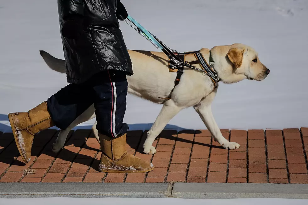 New Jersey’s New State Dog Is the Seeing Eye Dog
