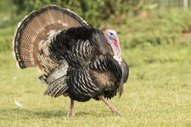 Glenny South Jersey&#8217;s Celebrity Turkey Has Been Euthanized