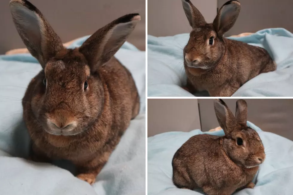 Meet Cinnabun the Adorable Forked River Bunny Who Needs a Home
